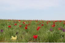 Путешествие в Калмыкию: фестиваль цветущих тюльпанов!